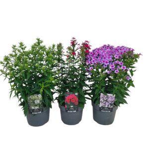 Phlox Paniculata in cultivars
(6 Plants/Order)(17cmP 55cmH)
