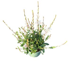 Gaura Whirling Butterf
(1 Plants/Order)(17cmP 45cmH)