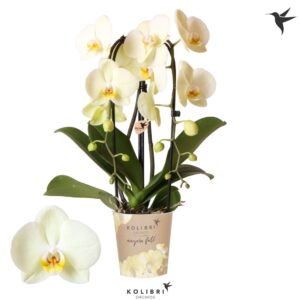 Phalaenopsis Elegant Cascade Kolibri Orchids Phalaenopsis Cascade Niagara Fall Bright Mira 2 spike
(6 Plants/Order)(12cmP 45cmH)