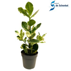Clusia rosea White Star
(6 Plants/Order)(17cmP 55cmH)