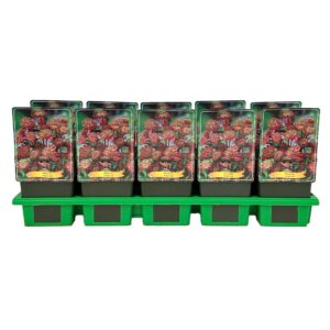 Astrantia major Red P11
(10 Plants/Order)(11cmP 25cmH)