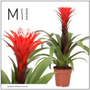 Guzmania Hope Rockyflower 12cm Mimesis
(10 Plants/Order)(12cmP 43cmH)