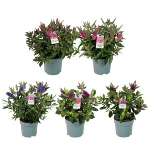 Hebe Addenda mixed
(6 Plants/Order)(15cmP 35cmH)