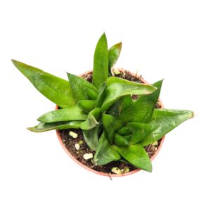 Gasteria Lady Marian
(10 Plants/Order)(7cmP 15cmH)
