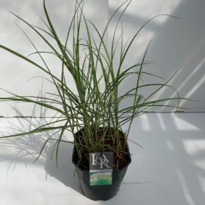 Miscanthus sinensis small Silbers
(1 Plants/Order)(23cmP 70cmH)