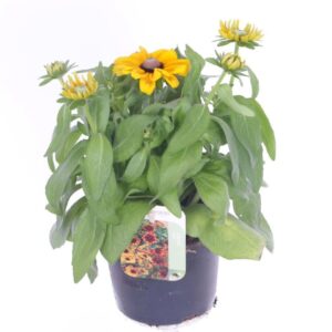 Rudbeckia Rudbeckia hirta Tablemate Gold
(8 Plants/Order)(13cmP 30cmH)