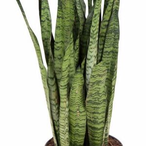 Sansevieria zeylanica
(1 Plants/Order)(27cmP 90cmH)
