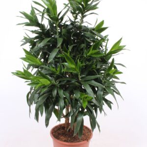 Dracaena Dracaena reflexa
(1 Plants/Order)(27cmP 120cmH)