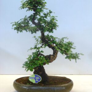 Bonsai Carmona macrophylla, 39cm., shape, without drip tray
(1 Plants/Order)(39cmP 50cmH)