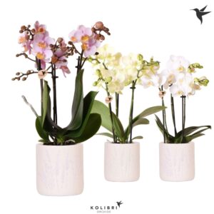 Phalaenopsis Multiflora mix 3 spike in Floral Pot mix
(6 Plants/Order)(9cmP 40cmH)