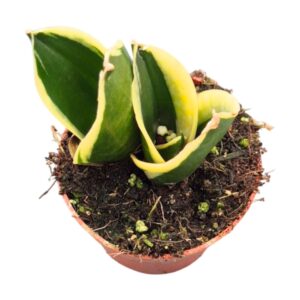 Sansevieria bacularis Trifasciata Jade Pagoda Hahnii
(5 Plants/Order)(7cmP 15cmH)