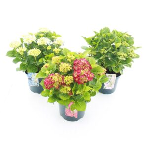 Hydrangea macrophylla teller mix C5 (23cm.) Kn.
(17 Plants/Order)(23cmP 45cmH)