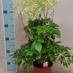 Astilbe Europa
(6 Plants/Order)(15cmP 60cmH)