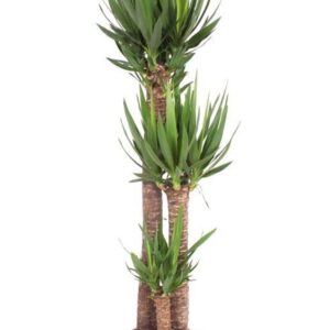 Yucca elephantipes over 120-80-40 XL
(1 Plants/Order)(30cmP 160cmH)