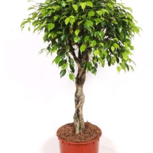 Ficus Exotica
(1 Plants/Order)(34cmP 150cmH)