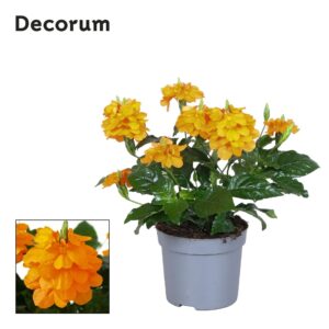 Crossandra Fortuna Crossandra Fortuna 13 Cm Decorum
(6 Plants/Order)(13cmP 20cmH)