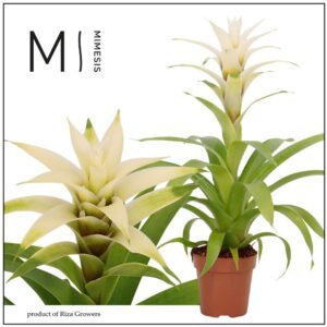 Guzmania Deseo White Suerte 12cm Mimesis
(10 Plants/Order)(12cmP 48cmH)