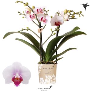 Phalaenopsis Multiflora Mineral Gibraltar 2 spike
(12 Plants/Order)(9cmP 40cmH)