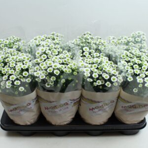Chrysanthemum Madiba Lindi White Chrysanthemum Madiba White Stadium 2/3
(8 Plants/Order)(14cmP 27cmH)