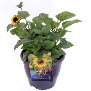 Helianthus annuus Sunbelievable Bro
(1 Plants/Order)(23cmP 45cmH)