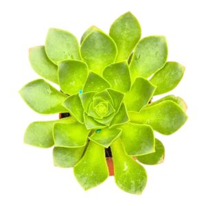 Aeonium Limelight
(5 Plants/Order)(7cmP 15cmH)