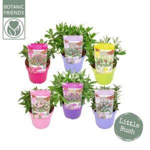 Buddleja Butterfly Candy mixed Buddleja Butterfly Candy 'Little Mix'®
(1 Plants/Order)(19cmP 45cmH)