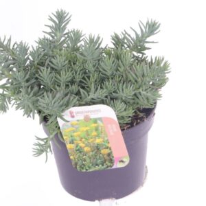 Sedum reflexum Sedum reflexum
(8 Plants/Order)(13cmP 20cmH)