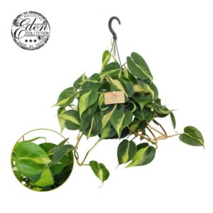 Philodendron Brasil Philodendron scandens Brasil 15 cm hangpot
(5 Plants/Order)(15cmP 10cmH)