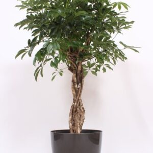 Schefflera Compacta "arboricola in San Remo ""antraciet"""
(1 Plants/Order)(36cmP 130cmH)