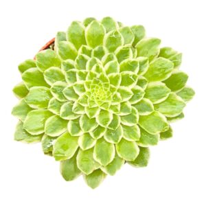 Aeonium Emerald Ice
(10 Plants/Order)(9cmP 20cmH)