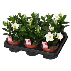 Mandevilla Rio White white 3 stek per Pot
(10 Plants/Order)(12cmP 20cmH)