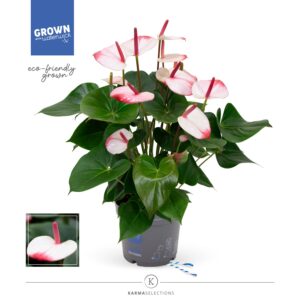 Anthurium Karma Hotlips
(6 Plants/Order)(17cmP 55cmH)
