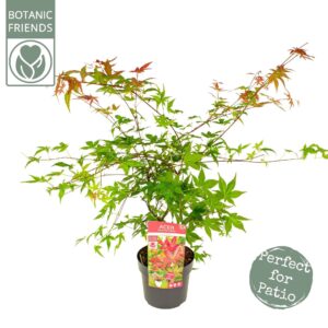Acer palmatum Beni-maiko Acer palm. 'Beni-maiko'
(1 Plants/Order)(19cmP 55cmH)