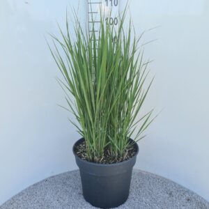 Panicum virgatum Northwind P40
(1 Plants/Order)(40cmP 80cmH)