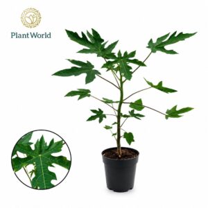 other plants Carica Papaya
(7 Plants/Order)(14cmP 40cmH)