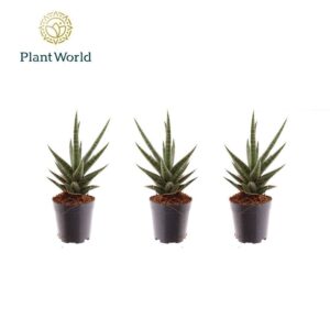 Sansevieria Torch
(20 Plants/Order)(5.5cmP 10cmH)