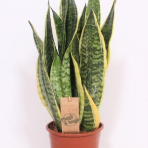 Sansevieria Futura Superba
(6 Plants/Order)(17cmP 55cmH)