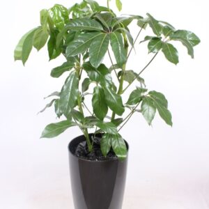 Schefflera Amate "actinophylla in Santorini ""antraciet"""
(1 Plants/Order)(33cmP 130cmH)