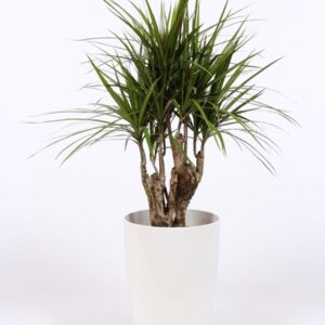 Dracaena marginata "in Santorini Pot ""wit"""
(1 Plants/Order)(29cmP 100cmH)