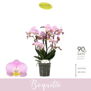 Phalaenopsis Multiflora Boquetto Glossem 3-5 spike
(6 Plants/Order)(12cmP 35cmH)
