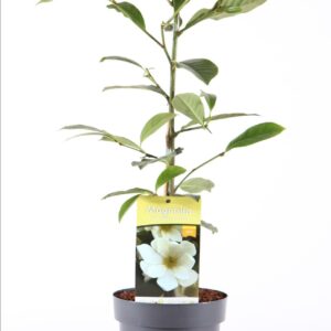 Magnolia Fairy'® Cream P19/C3
(1 Plants/Order)(19cmP 50cmH)