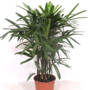 Rhapis excelsa
(1 Plants/Order)(24cmP 100cmH)
