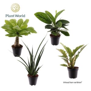 Indoor plants gem. green 3 Types Zanzibar (diverse
(10 Plants/Order)(12cmP 30cmH)