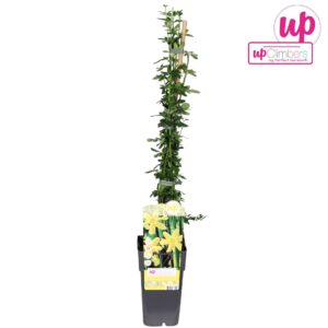 Jasminum nudiflorum
(10 Plants/Order)(15cmP 65cmH)