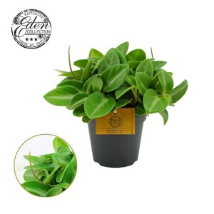 Peperomia Pixie Peperomia Pixie, 12cm
(8 Plants/Order)(12cmP 20cmH)