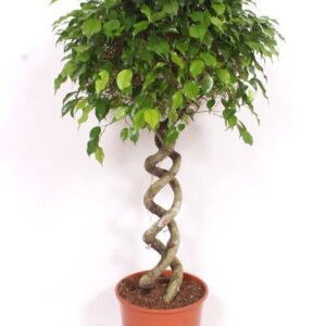 Ficus Exotica
(1 Plants/Order)(30cmP 130cmH)