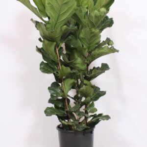 Ficus lyrata 3 per Pot
(1 Plants/Order)(40cmP 180cmH)