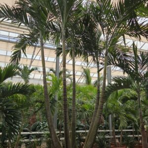 palms Veitchia merrillii 5pp
(1 Plants/Order)(120cmP 525cmH)