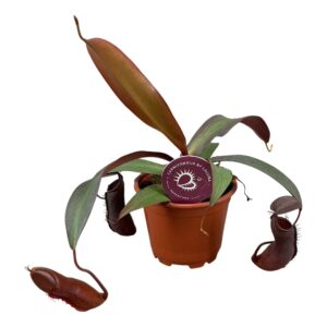 Nepenthes Rebecca Soper 8,5 cm
(12 Plants/Order)(8.5cmP 20cmH)