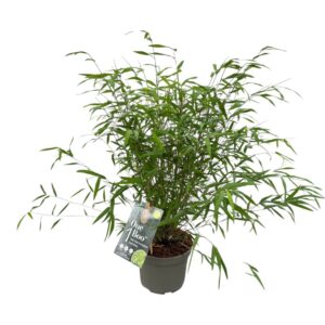 Fargesia angustissima One Boo™ Silkleaf P17
(1 Plants/Order)(17cmP 50cmH)